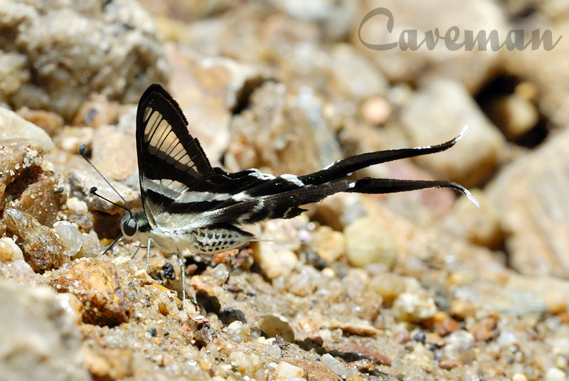 Lamproptera curius curius(White Dragontail)