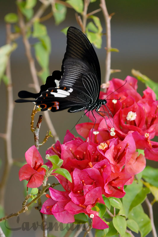 Papilio helenus helenus