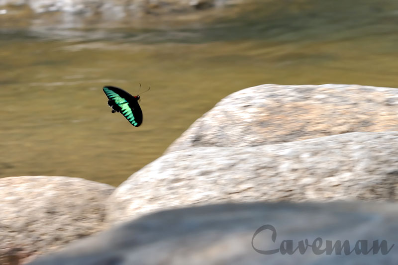 Troides (Trogonoptera) brookiana albescens (Rajah Brookes Birdwing)