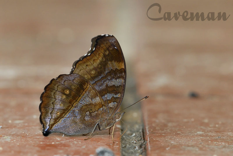 Junonia iphita horsfieldi(Chocolate Soldier)