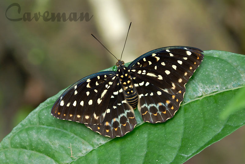 Lexias dirtea merguia