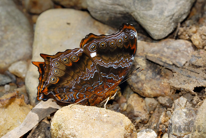 Rhinopalpa polynice eudoxia(Wizard)