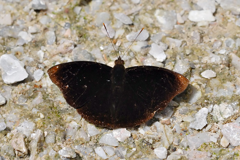Rohana parisatis siamensis (The Black Prince) - male