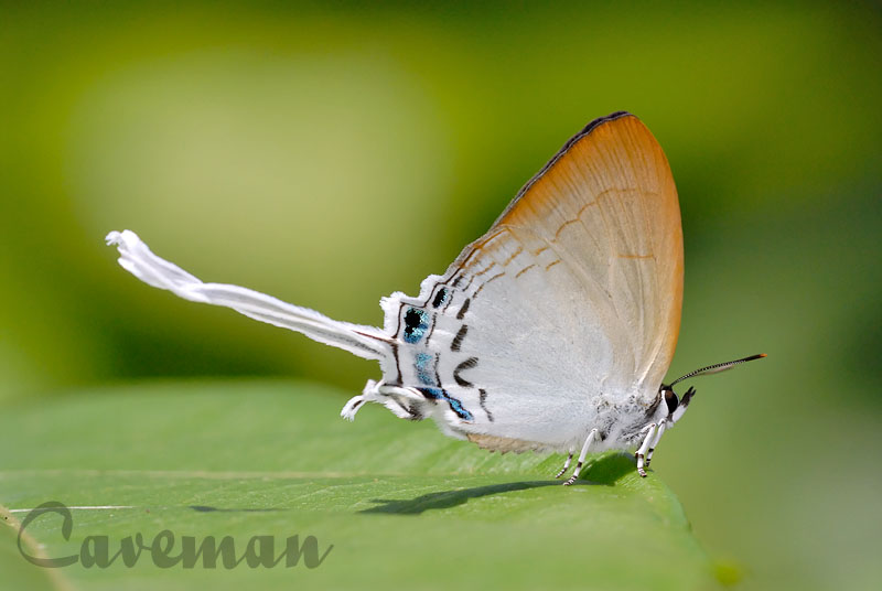 Cheritra freja frigga (Common Imperial)