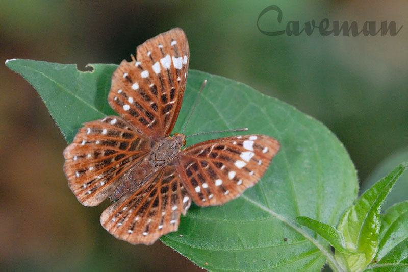 Zemeros flegyas albipunctatus (The Punchinello)