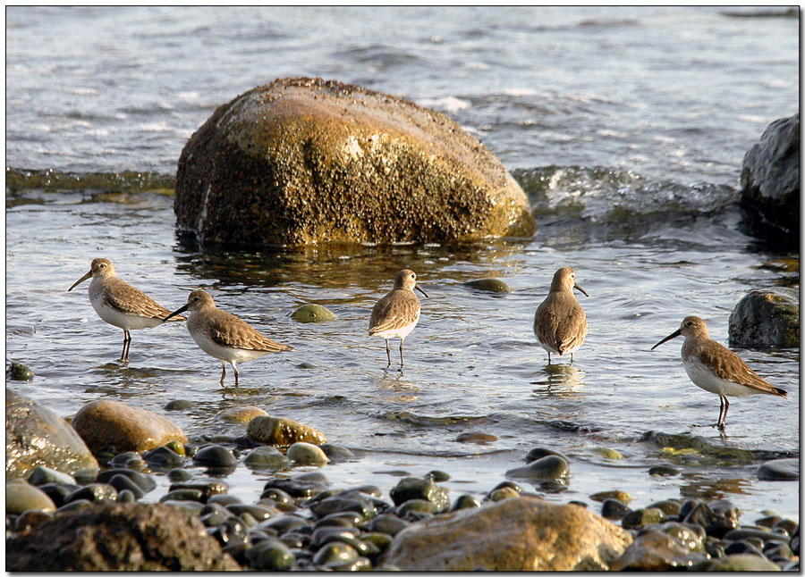 Sandpipers