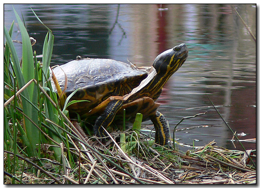 Western Painted Turtle