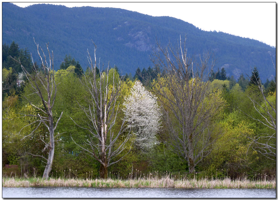 The Cherry Tree