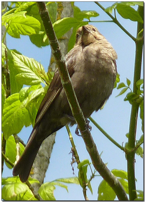 Brown-headed Cowbird - Female