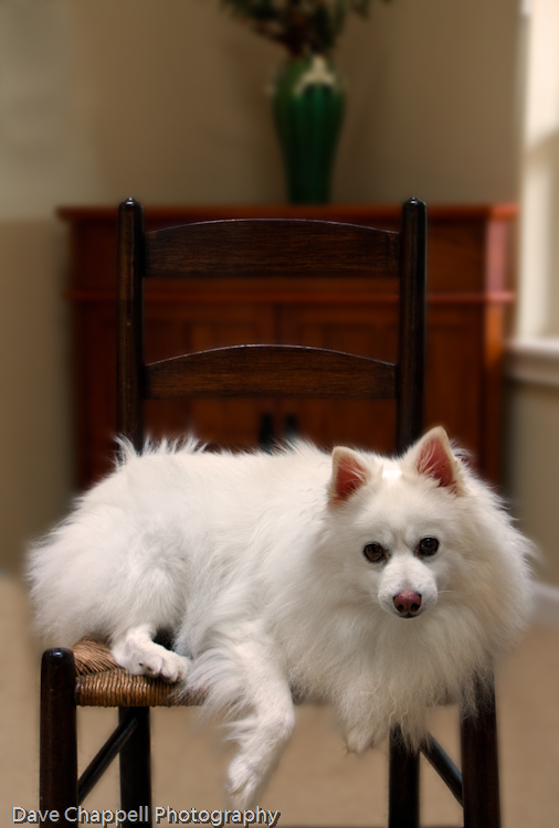 American Eskimo Dogs