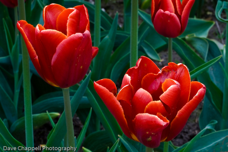 Skagit Valley Tulips 2008