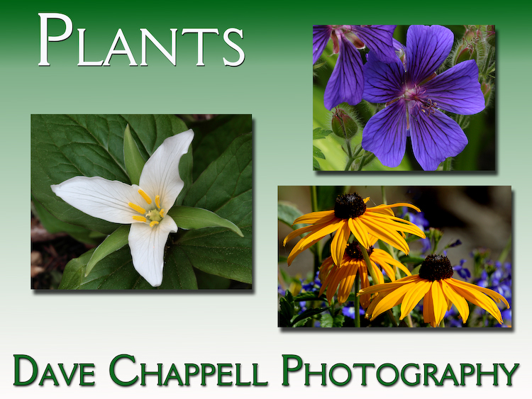 Plants