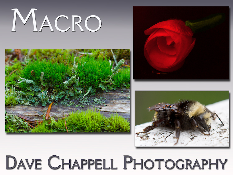 Close-ups and Macro