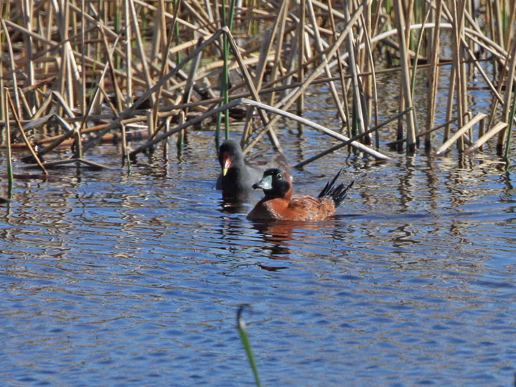 Masked Duck