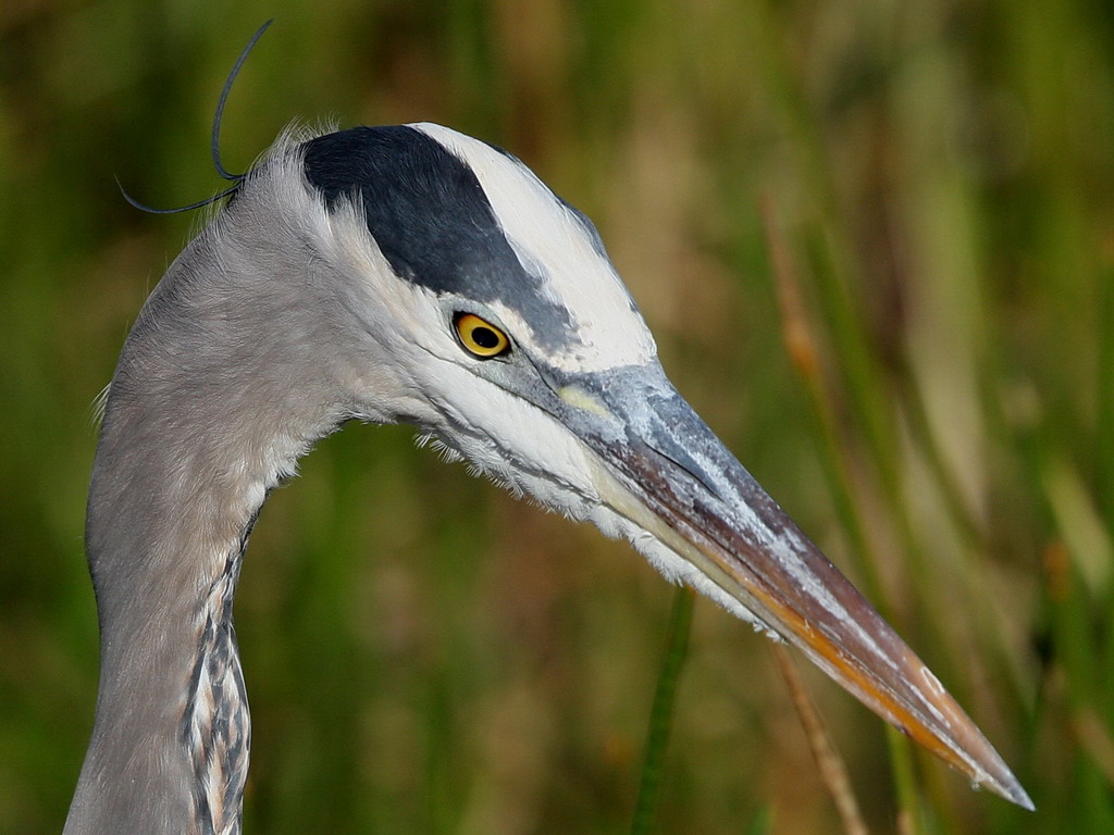 Great-blue Heron