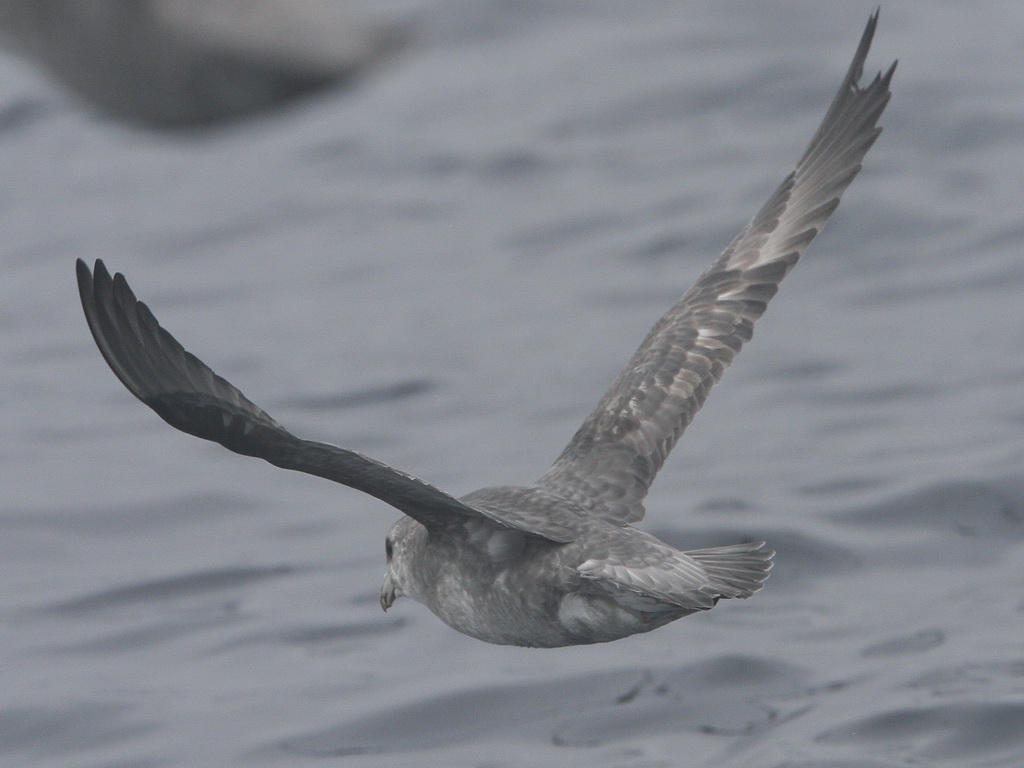 Northern Fulmar