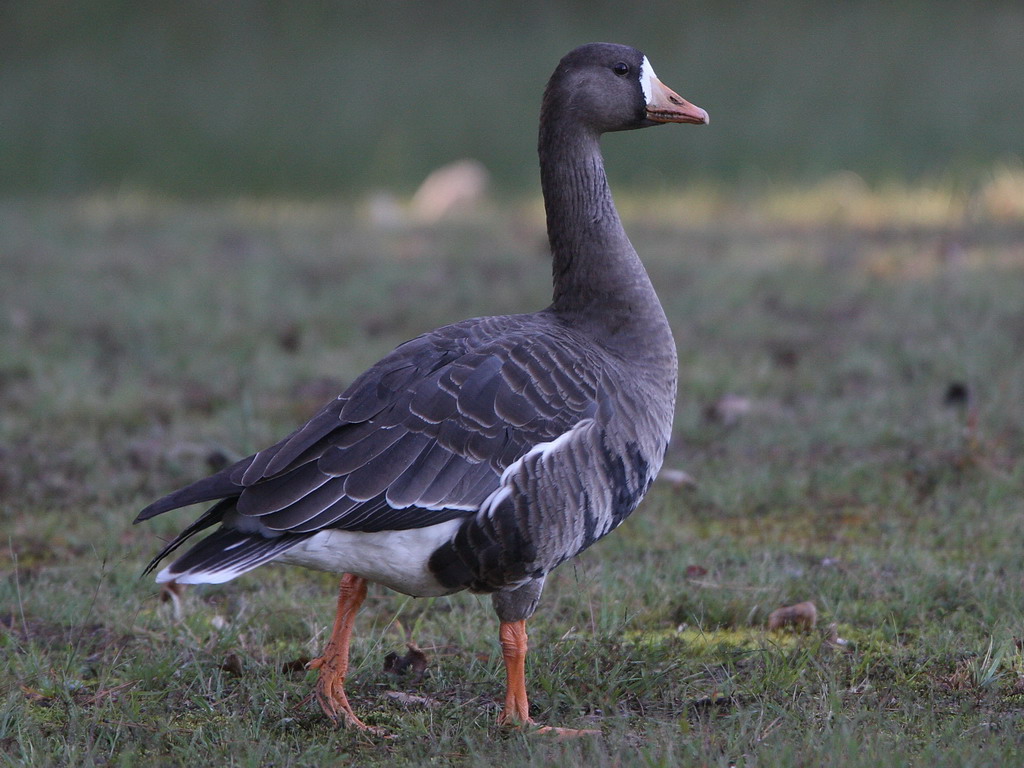 Greater White-fronted Goose