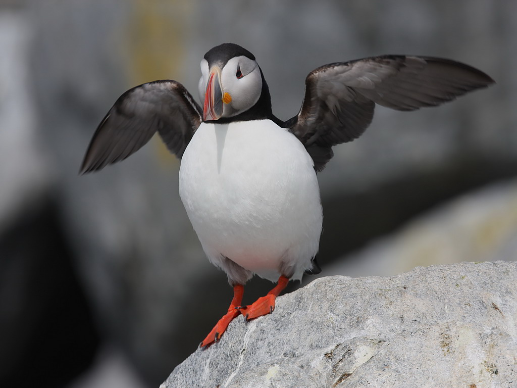 Atlantic Puffin