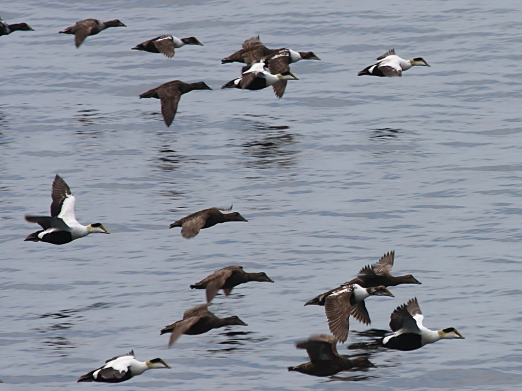 Common Eider