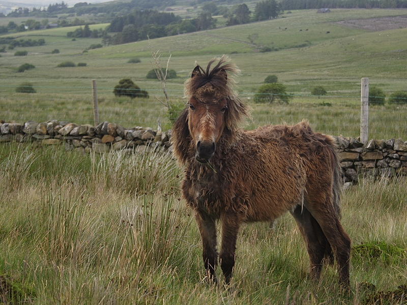 Feral Pony