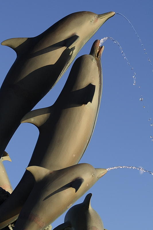 Dolphin 2.JPG