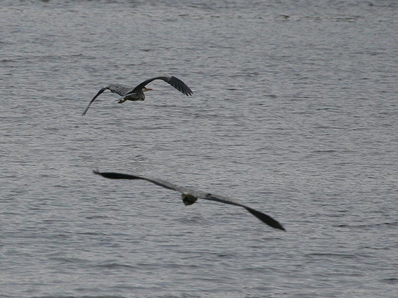 Pair of Grey Herons