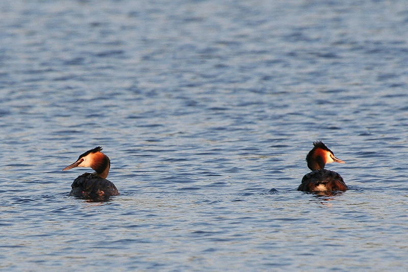 Great Crested Grebes