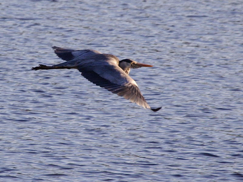 Flying Heron 2