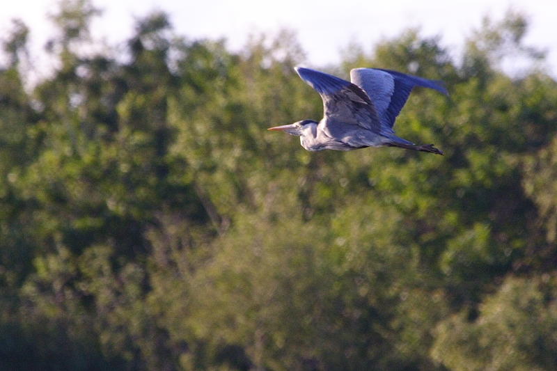 Flying Heron 1