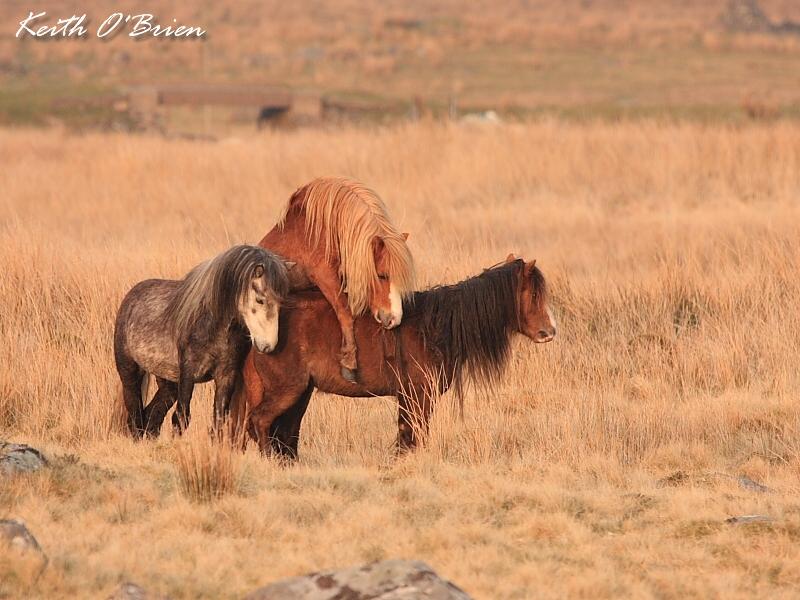 Making Baby Ponies 2