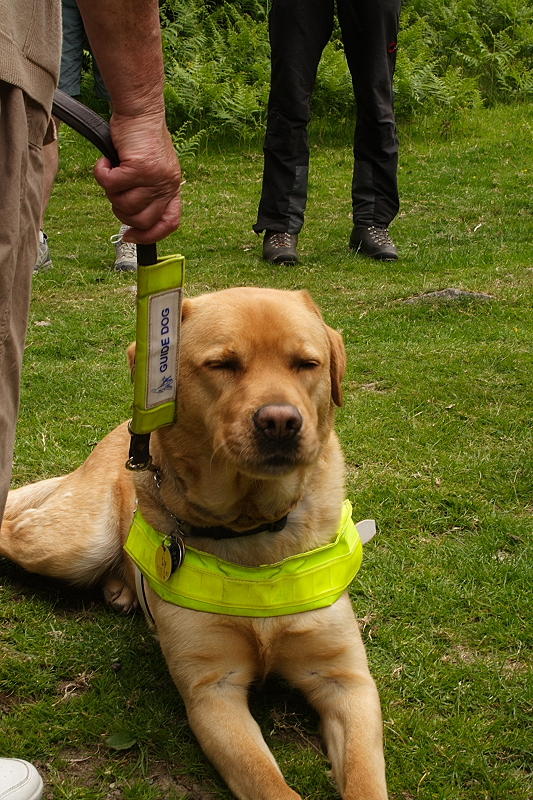 Guide Dog 05