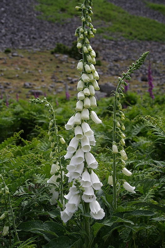 White Foxgloves