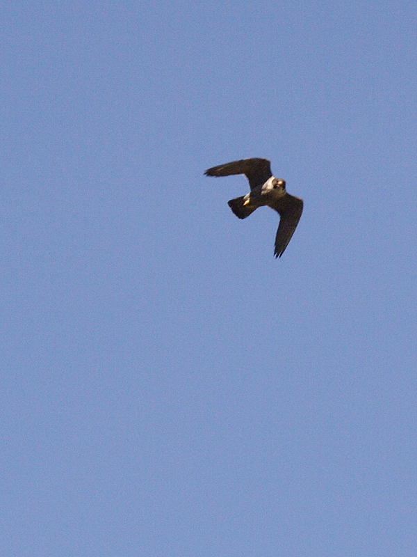 Peregrine