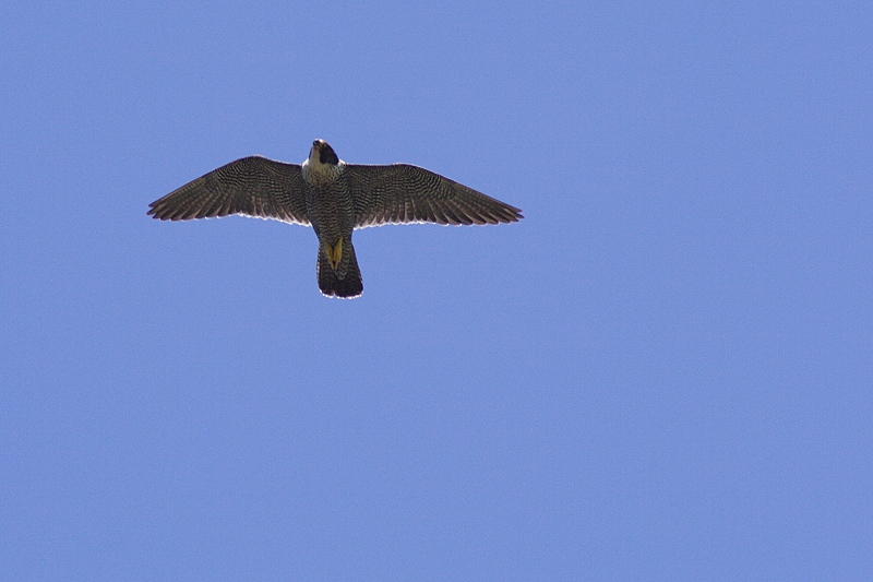 Peregrine