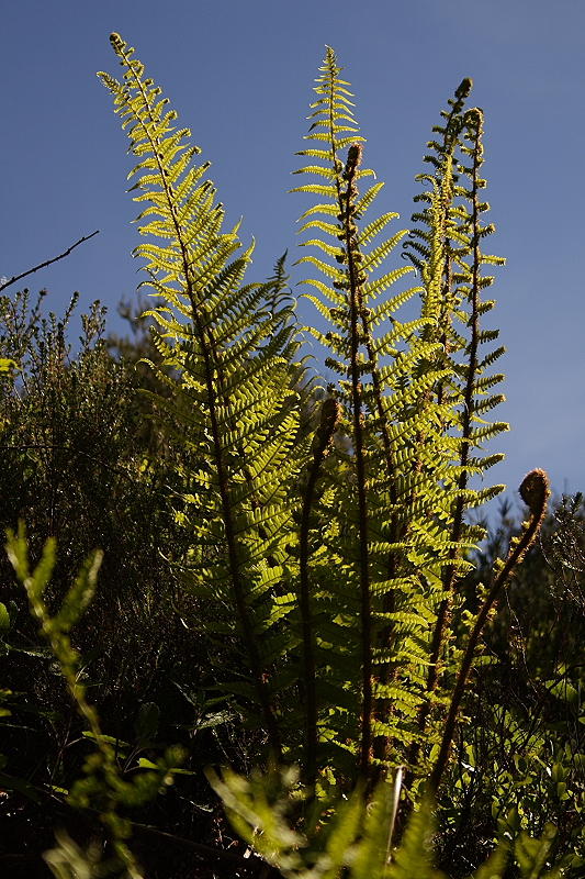 Fern