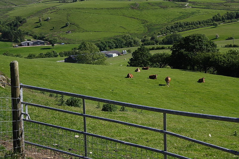 Cattle
