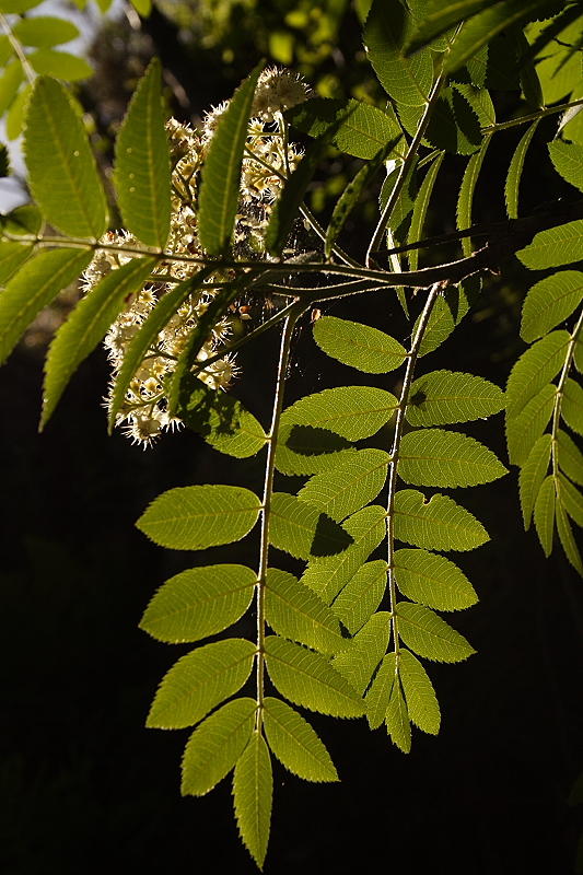 Rowan Leaves