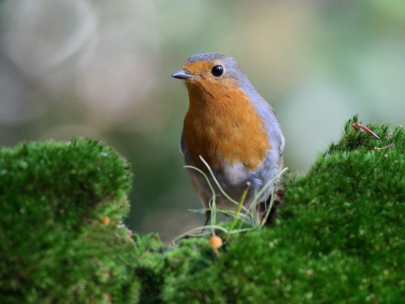 Robin - Roodborst - Erithacus rubecula