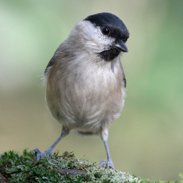 Glanskop - Marsh Tit - Parus palustris
