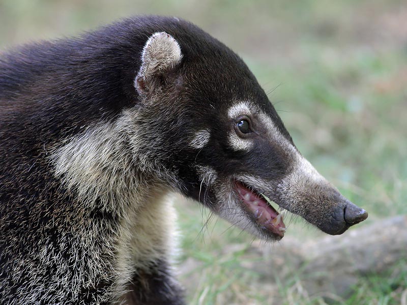 Neusbeer - White-nosed Coati - Nasua narica