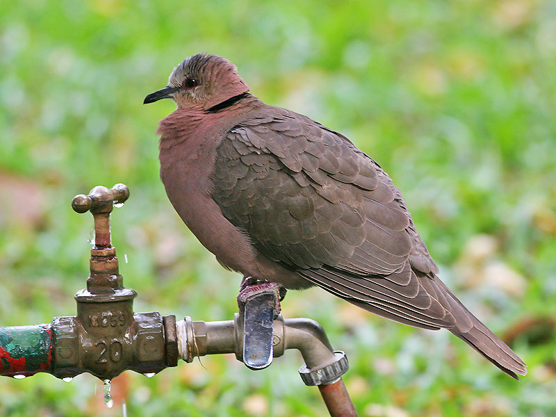 Red-eyed Dove - Roodoogduif - Streptopelia semitorquata