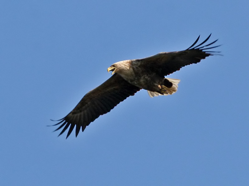 Zeearend - White-tailed Eagle - Haliaeetus albicilla