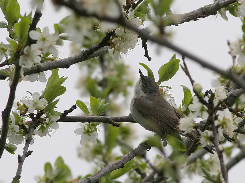 Braamsluiper - Lesser Whitethroat - Sylvia curruca