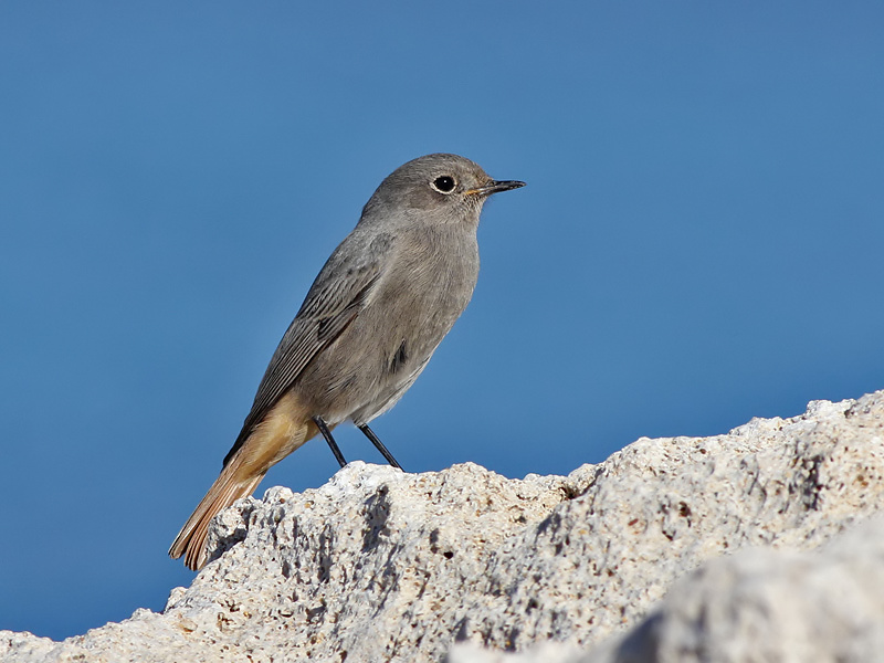 Black Redstart - Zwarte Roodstaart - Phoenicurus ochruros