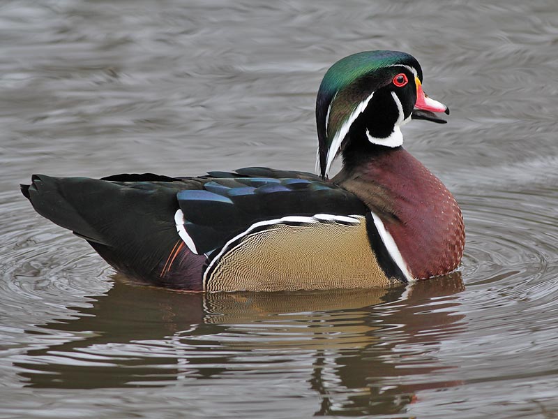 Wood Duck - Carolina Eend - Aix sponsa  