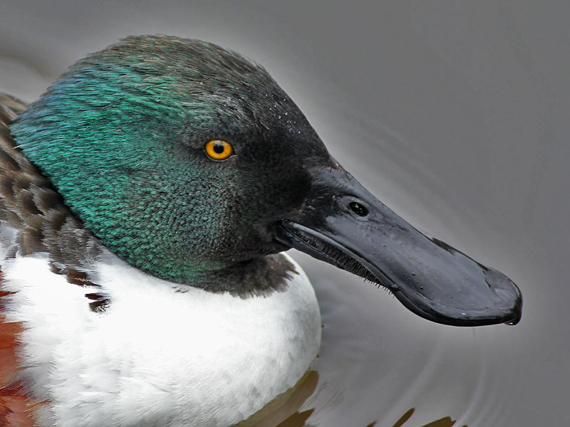 Slobeend - Northern Shoveler - Anas clypeata ( Captive )