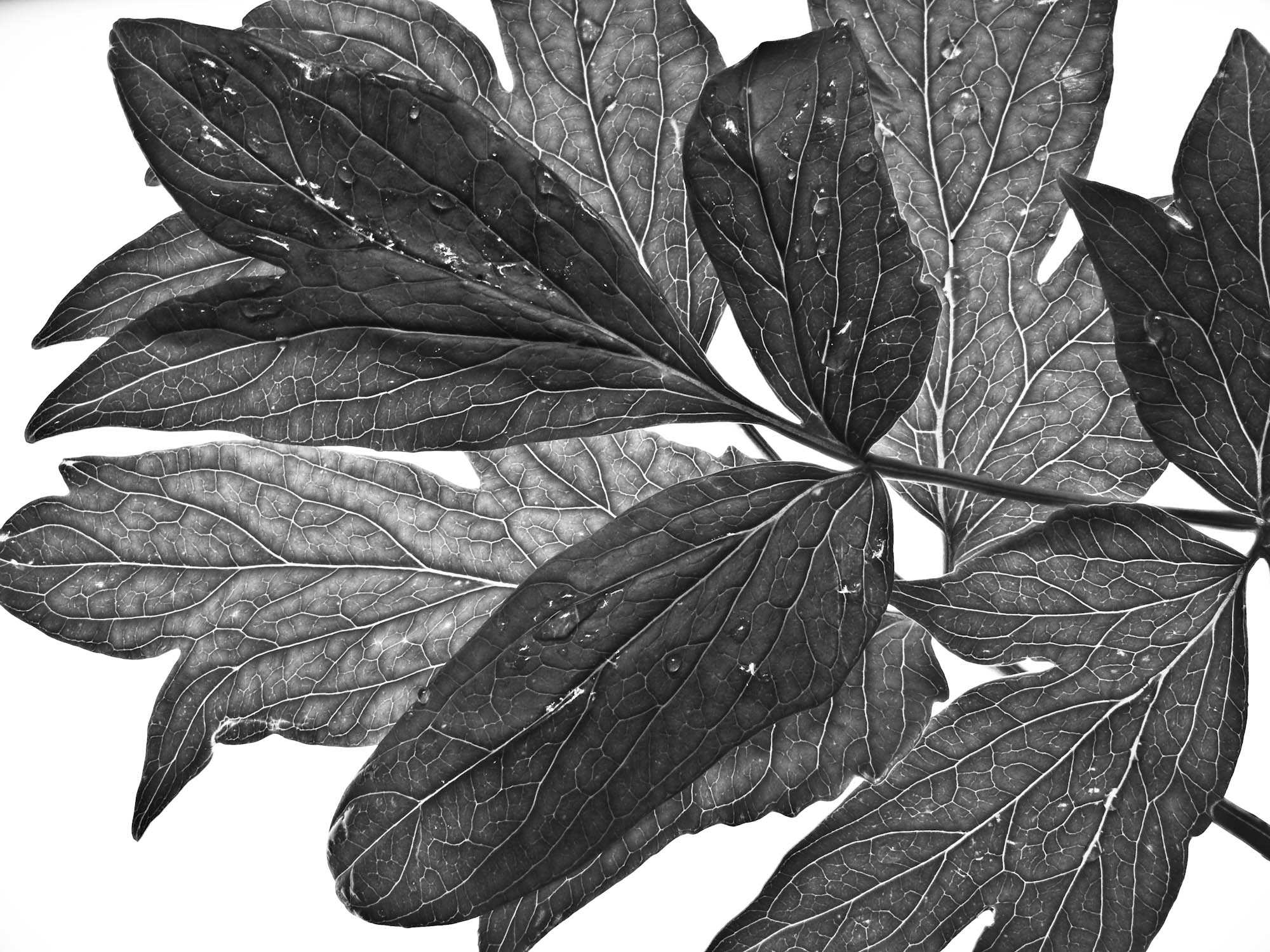 Tree peony.jpg