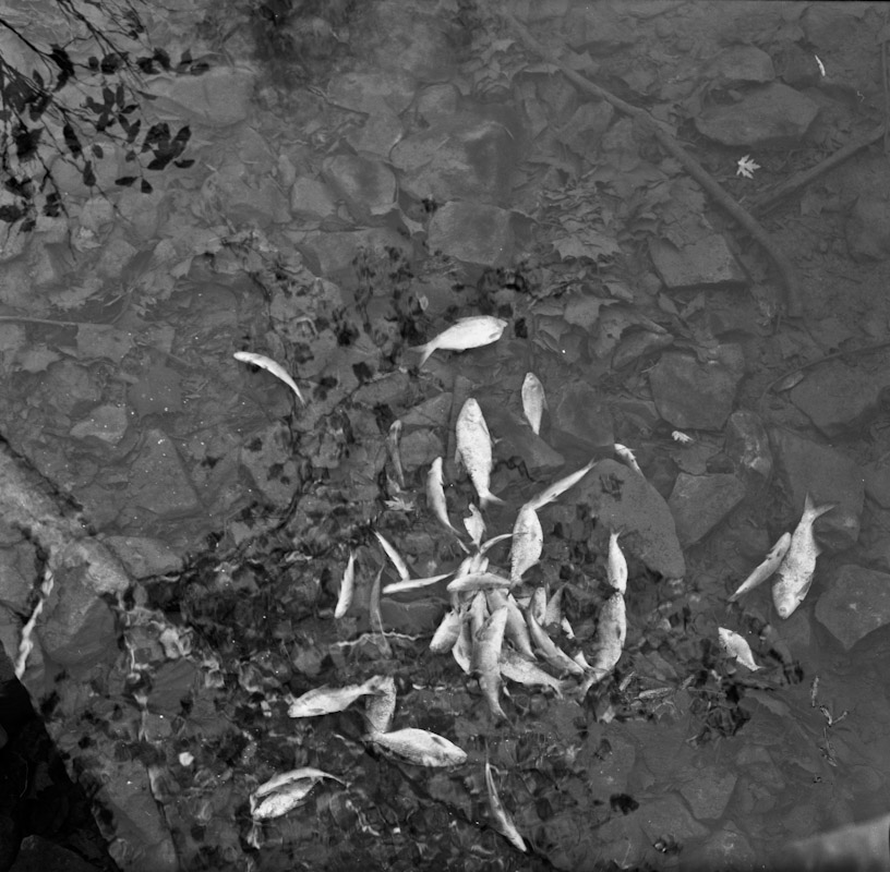 Surface reflections and dead fish, Indiana, 2009.jpg