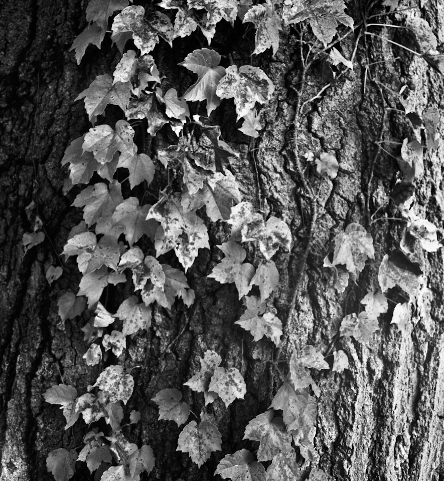 Vines and bark, Rochester, NY, 2009.jpg