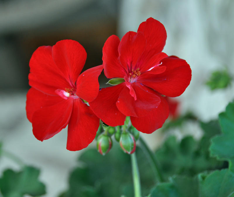 geraniums